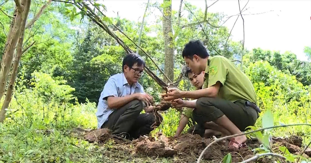 Làm giàu dưới tán rừng