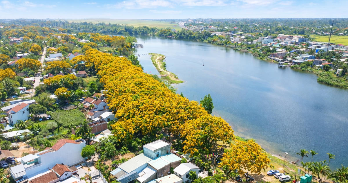 Đà Nẵng: Rực vàng sắc hoa sưa