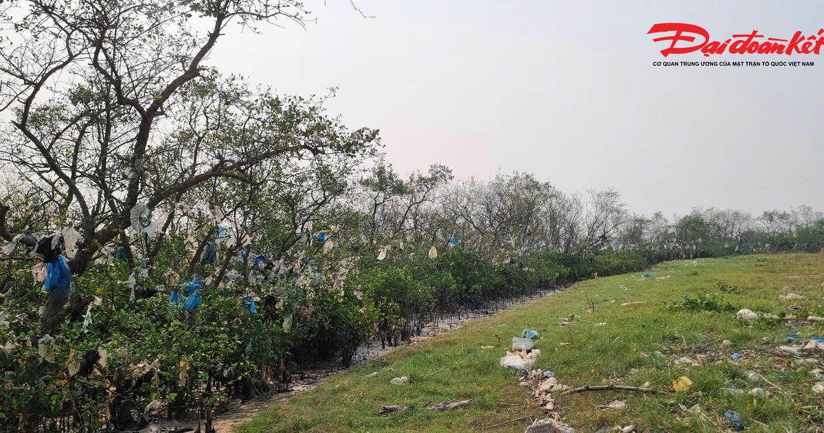 Nghệ An: Rác 'treo' dày đặc tại rừng ngập mặn ven sông Lam