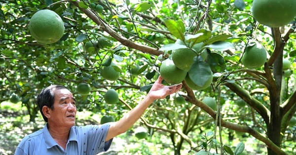 Bưởi Việt Nam nhiều cơ hội xuất khẩu sang Australia