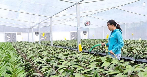 Hà Nội đề xuất thí điểm phát triển mô hình nông nghiệp sinh thái, nông nghiệp đô thị