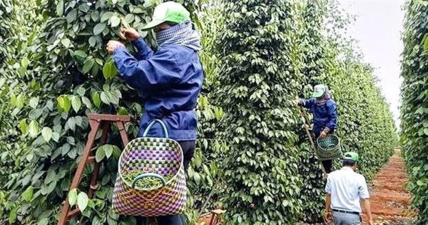 Xuất khẩu hồ tiêu: Gỡ điểm nghẽn, giữ đà tăng trưởng