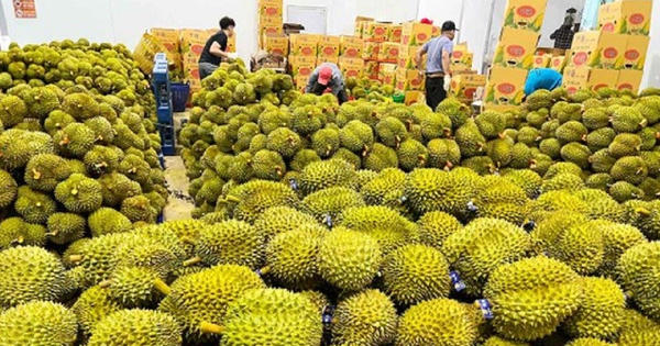 Xuất khẩu sầu riêng: Đứng trước cơ hội bứt phá