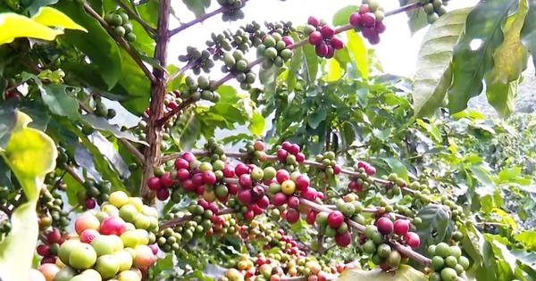 Đưa cà phê đặc sản tiếp cận thị trường quốc tế