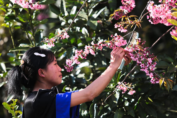 Lai Châu: Khung cảnh bình yên ở bản du lịch cộng đồng Tô Y Phìn