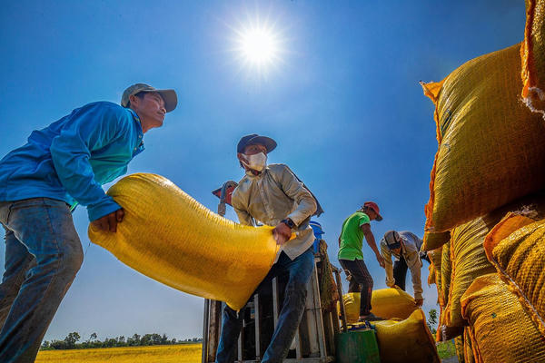 Tái cấu trúc chuỗi giá trị, “nâng giá” hạt gạo Việt Tái cấu trúc chuỗi giá trị, “nâng giá” hạt gạo Việt