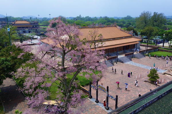 'Vương giả chi hoa' nở rộ trong Hoàng cung Huế