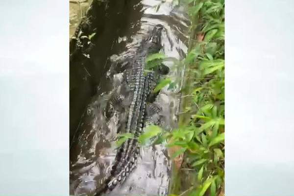 Quảng Ninh: Cá sấu dài hơn 2 m 'thong dong' dưới kênh mương dân sinh