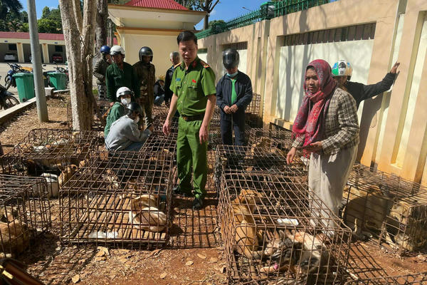 Triệt phá điểm thu gom, giết mổ chó trộm quy mô lớn ở Đắk Lắk