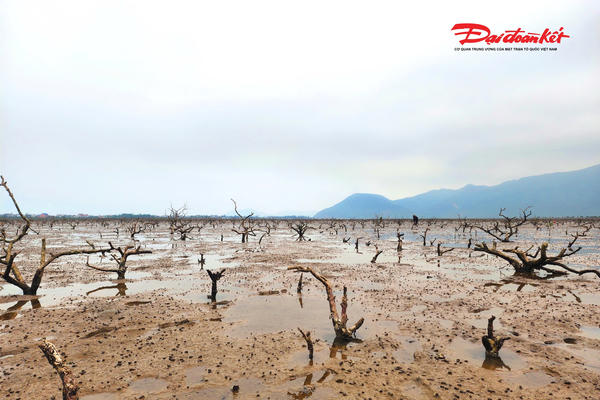 Hà Tĩnh: Rừng ngập mặn chết hàng loạt chưa rõ nguyên nhân