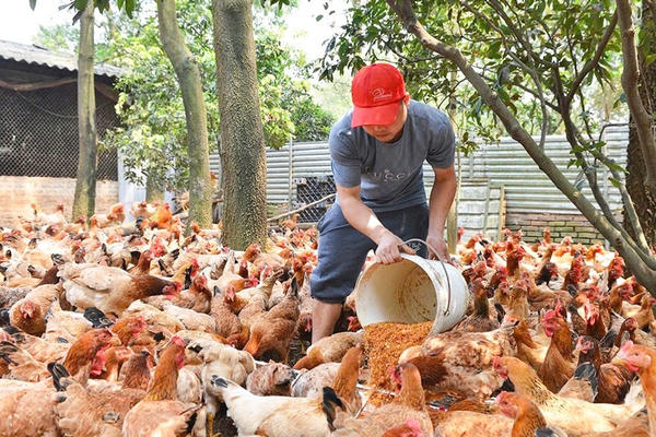 Ngành chăn nuôi trước nhiều áp lực Ngành chăn nuôi trước nhiều áp lực