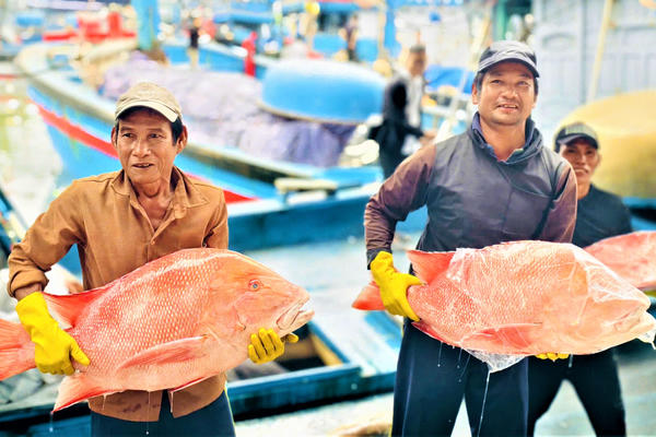 Ngư dân Quảng Ngãi trúng đậm lộc biển