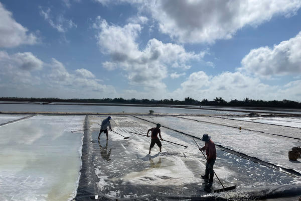 Tín hiệu vui trên cánh đồng muối