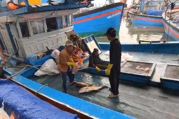Quảng Ngãi: Cảng Tịnh Hòa rộn ràng khi tàu về đầy cá 