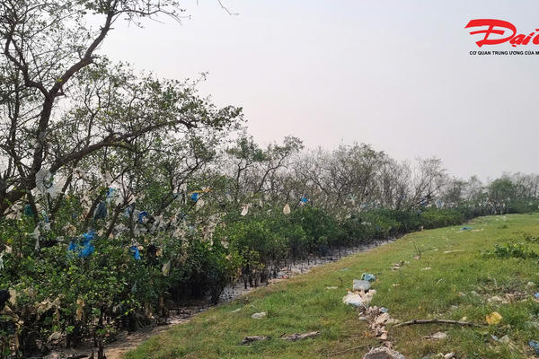 Nghệ An: Rác 'treo' dày đặc tại rừng ngập mặn ven sông Lam