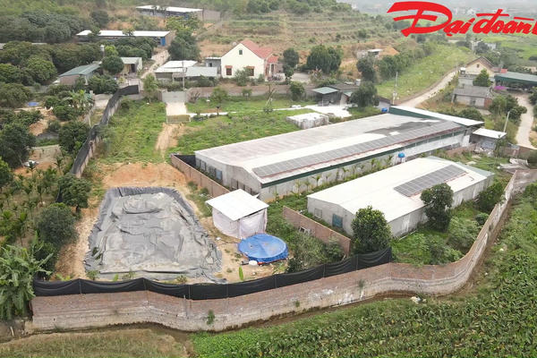 Quảng Ninh: Xử lý dứt điểm trại lợn gây ô nhiễm môi trường Quảng Ninh: Xử lý dứt điểm trại lợn gây ô nhiễm môi trường