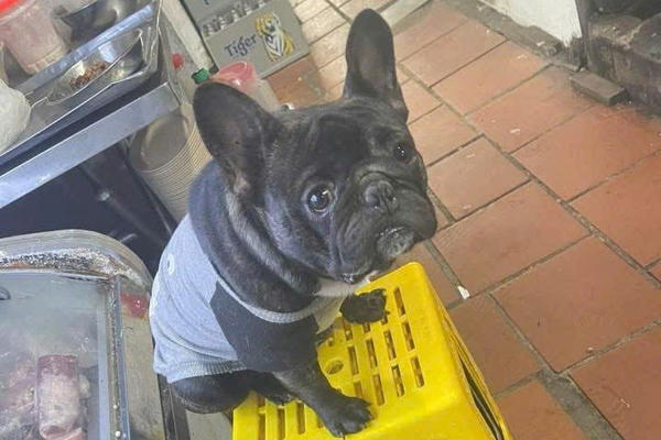 Vướng vòng lao lý chỉ vì... cún cưng Vướng vòng lao lý chỉ vì... cún cưng