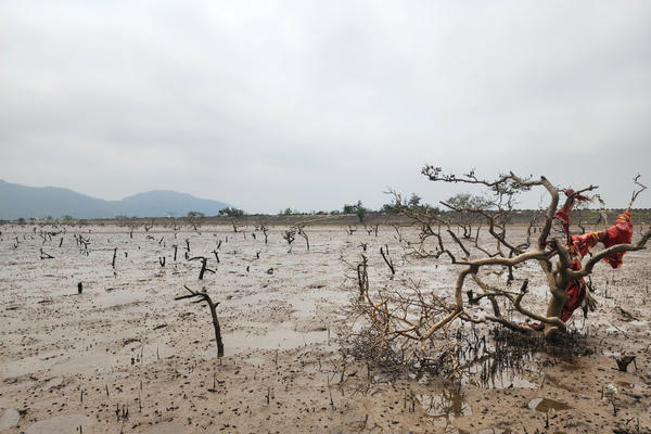 Rừng ngập mặn chết hàng loạt ở Hà Tĩnh: Cơ quan chức năng xác định nguyên nhân ban đầu Rừng ngập mặn chết hàng loạt ở Hà Tĩnh: Cơ quan chức năng xác định nguyên nhân ban đầu