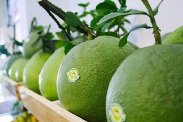 Ký nghị định thư bưởi, chanh bưởi, chanh sang Trung Quốc