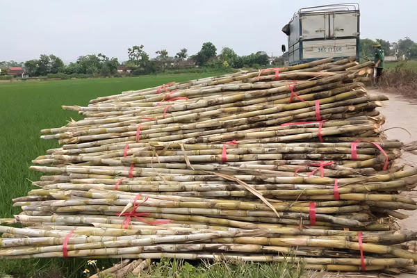 Nghịch lý thị trường đường