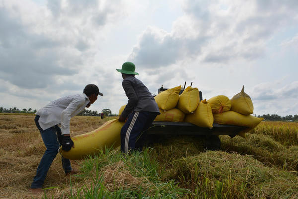 Hỗ trợ nông dân tiêu thụ lúa Đông xuân