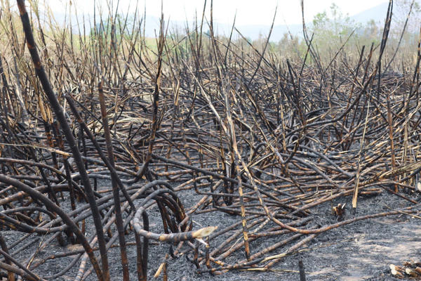 Gia Lai: Hàng chục ha mía cháy rụi, nhiều hộ nông dân bị thiệt hại nặng