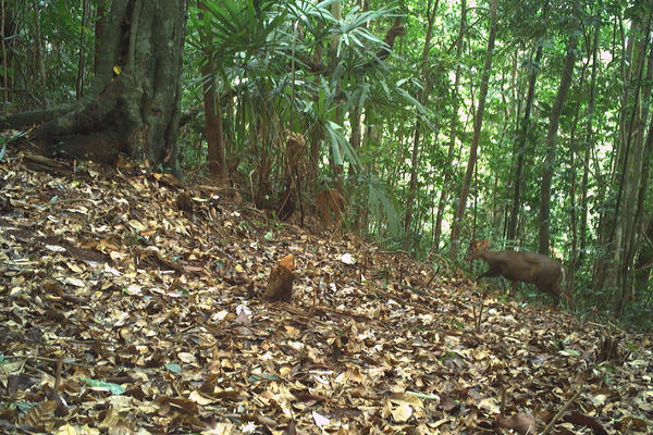 Nhiều loài động vật quý hiếm có nguy cơ tuyệt chủng được ghi nhận qua bẫy ảnh tại Bạch Mã