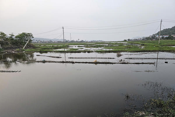 Hàng trăm hecta lúa bị bỏ hoang vì mặn xâm thực 