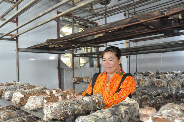 Nâng tầm giá trị nấm hương Mẫu Sơn