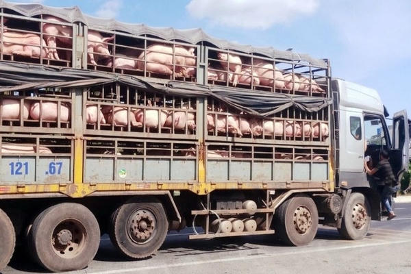 Vi phạm quy định về vận chuyển động vật sống, thực phẩm tươi sống sẽ bị xử lý như thế nào?