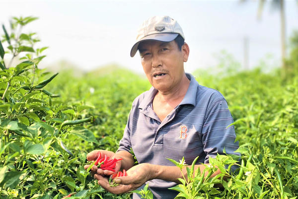 Quảng Ngãi: Nỗ lực hỗ trợ tiêu thụ ớt cho nông dân