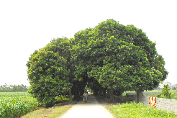 Làng hay thôn: Cứ để văn hóa tự cất cánh