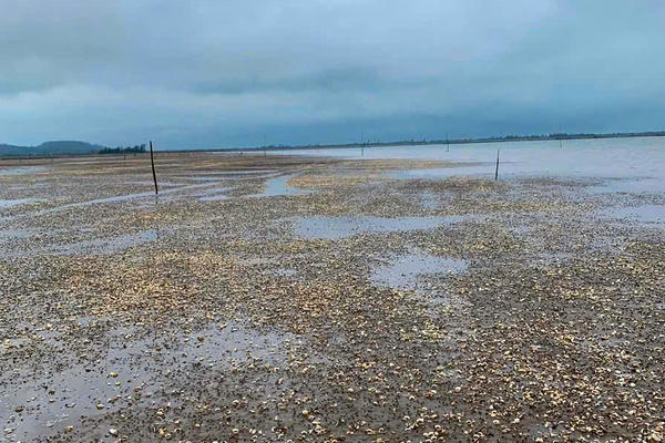 Hơn 120 tấn ngao chết bất thường, người nuôi thiệt hại nặng