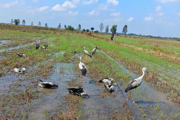 Giải cứu đàn cò ốc trong Sách đỏ mắc lưới, siết chặt bảo vệ chim trời