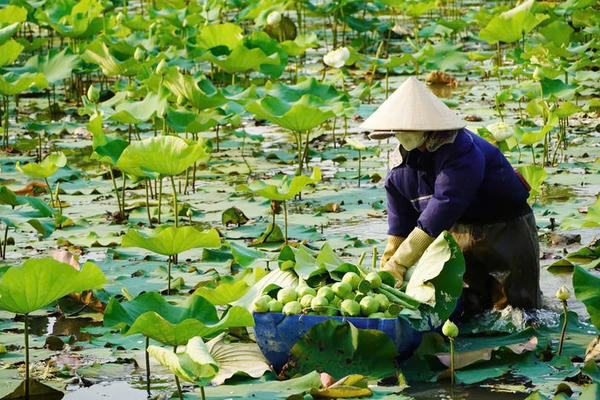 Nghệ An công bố chuỗi hoạt động đặc sắc tại Lễ hội Làng Sen 2026