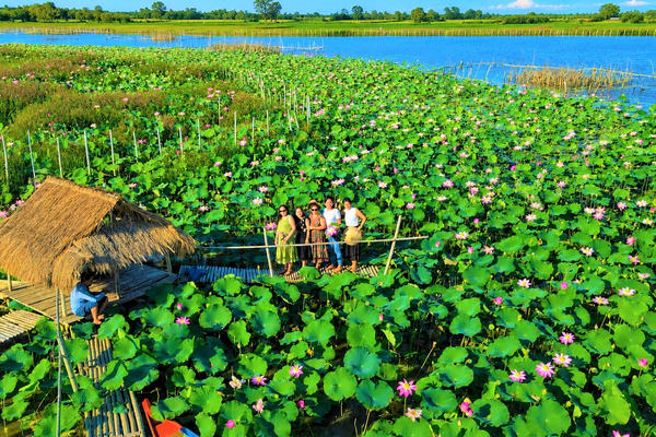 Đà Nẵng: Phát triển sinh kế bền vững từ cây sen 