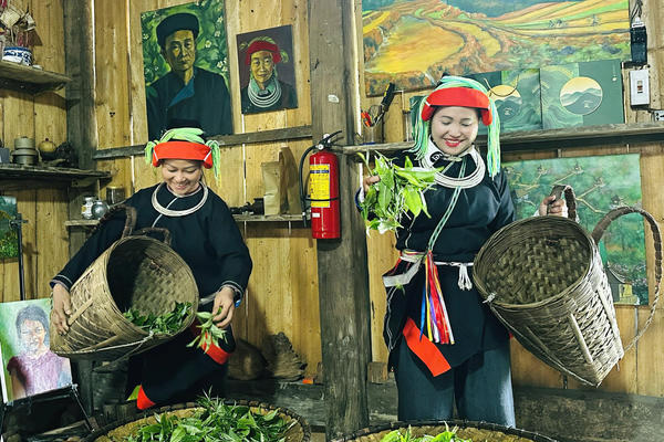 Từ nương chè cổ thụ đến khát vọng làm giàu ở vùng biên Thanh Thủy