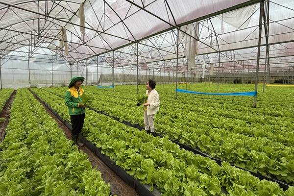 Khơi thông dòng vốn tín dụng cho nông nghiệp xanh và số