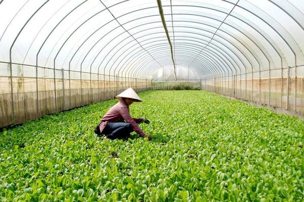 Hà Nội: Chủ tịch xã được cấp phép xây dựng công trình trên đất nông nghiệp