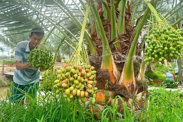 Vùng biên Đồng Tháp lạ mắt với vườn chà là sai trái