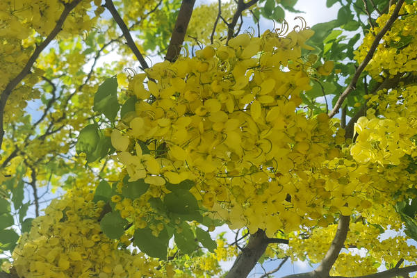 Nữ hoàng mùa hè buông rủ sắc vàng dọc 'phố wall'