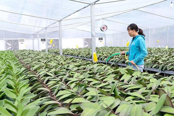 Hà Nội đề xuất thí điểm phát triển mô hình nông nghiệp sinh thái, nông nghiệp đô thị