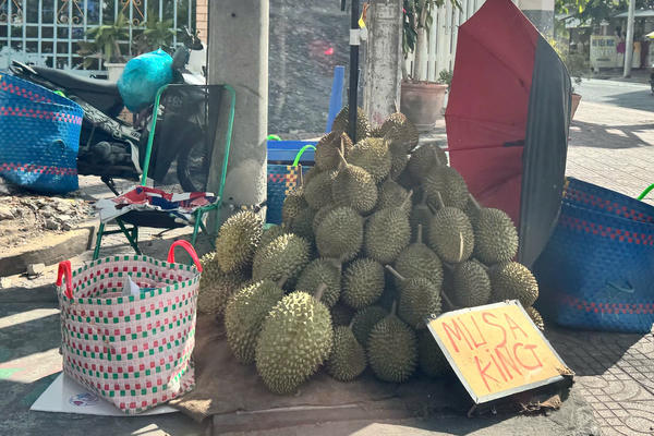 Gỡ nút thắt đầu ra cho sầu riêng Đồng Tháp