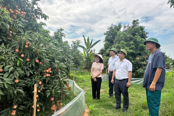 Vải trứng Hưng Yên được giá nhưng mất mùa