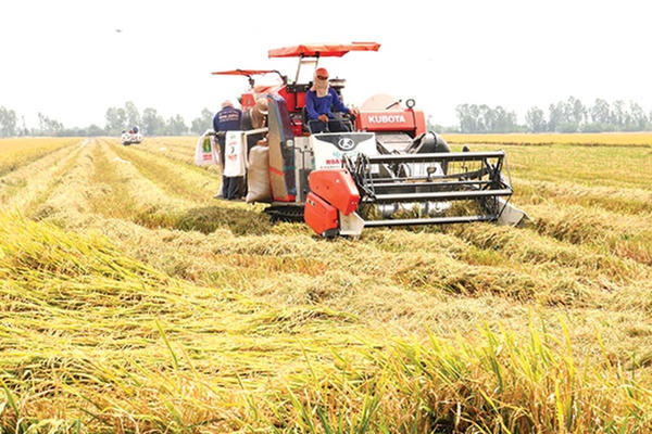 Nâng tầm cho gạo Việt