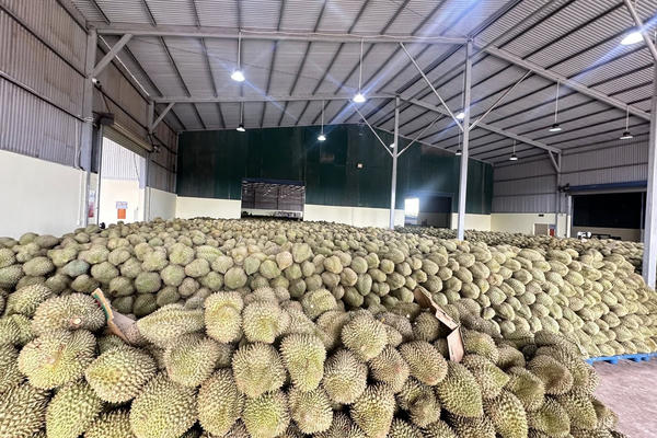 Sầu riêng chinh phục thêm thị trường tỉ dân