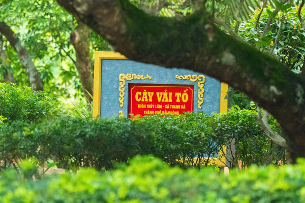 Chiêm ngưỡng cây vải thiều lâu năm nhất Việt Nam