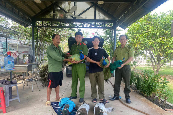 TP Hồ Chí Minh: Người dân tự nguyện giao nộp 9 cá thể chim công quý hiếm cho công an