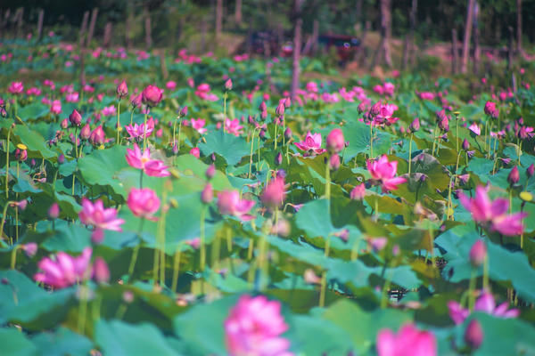 Đà Nẵng đẹp dịu dàng trong mùa sen nở 