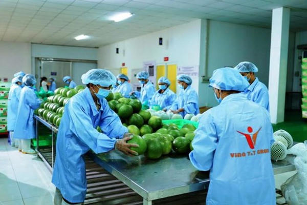 Nâng giá trị trái cây Việt